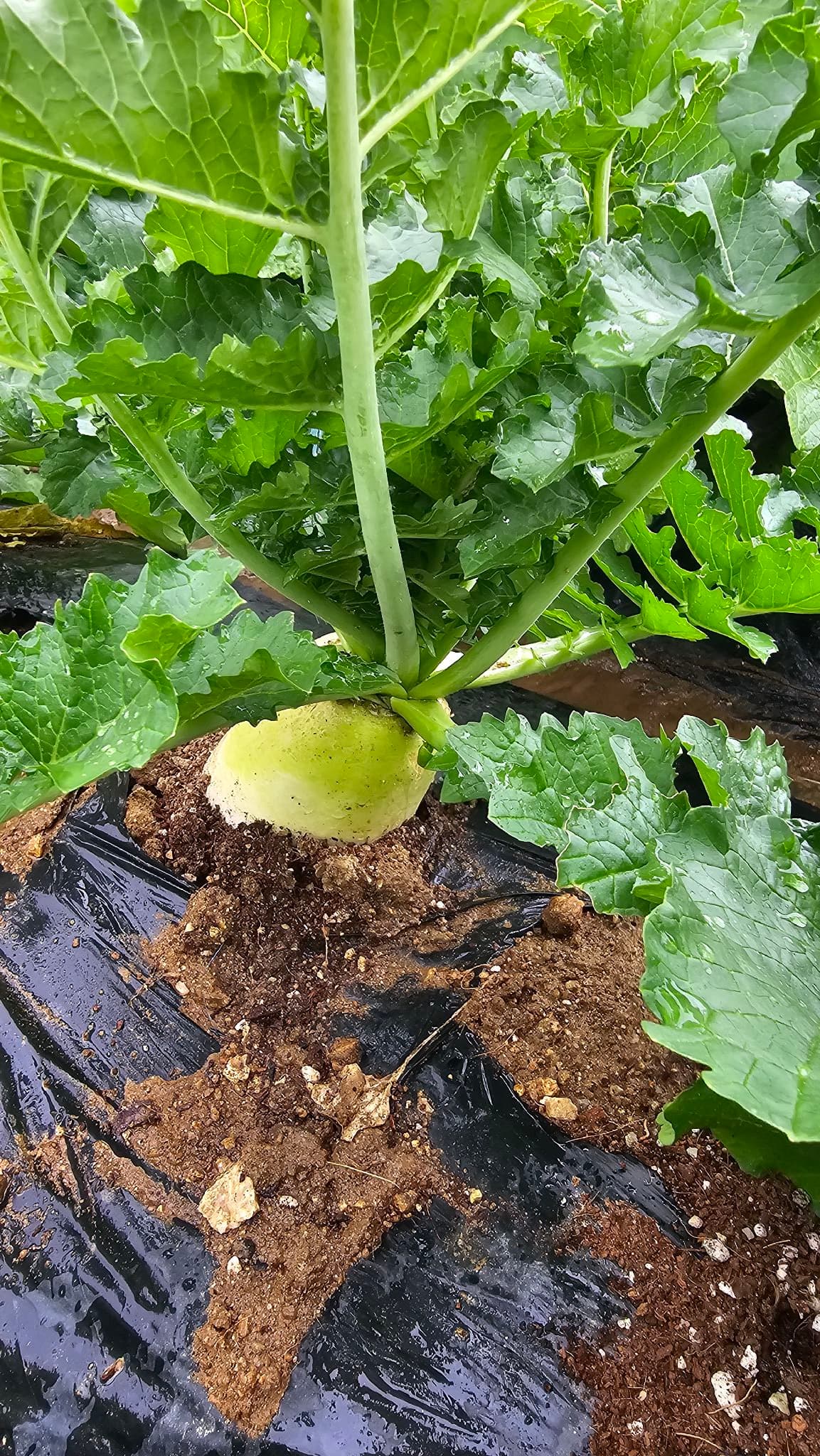 공개 영농일지 · 물주기 첨부 이미지 1/3