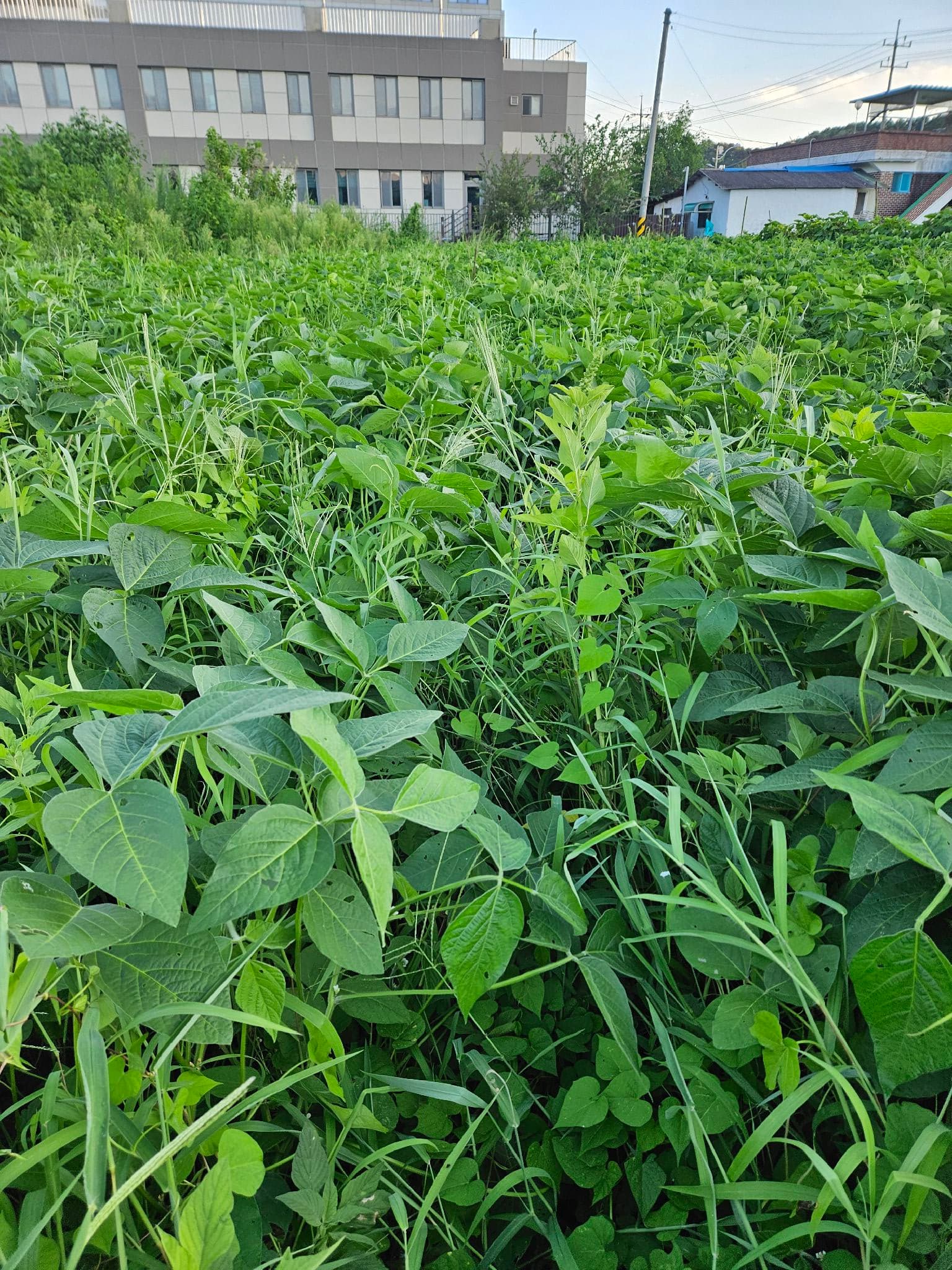 공개 영농일지 · 콩상태 첨부 이미지 3/7