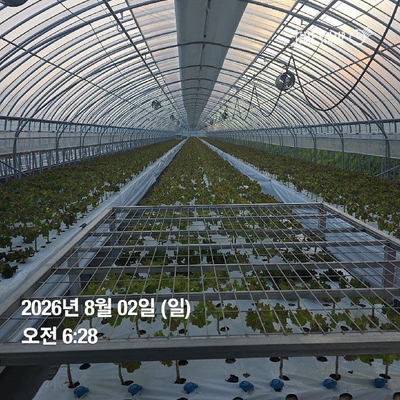 공개 영농일지 · 정식 35일차 첨부 이미지 4/5