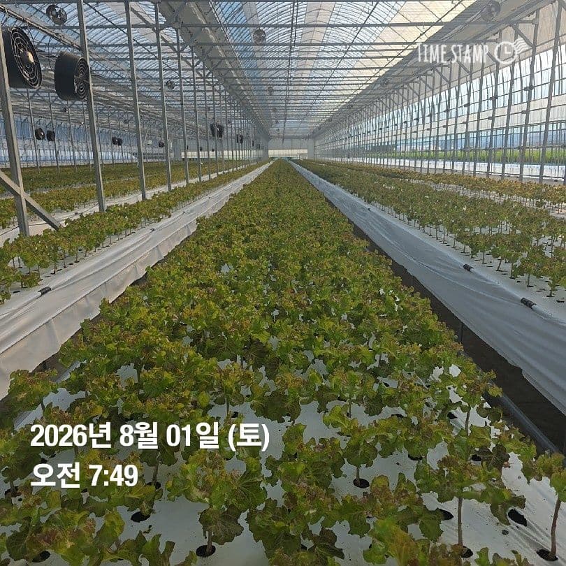 공개 영농일지 · 정식34일차 첨부 이미지 2/5