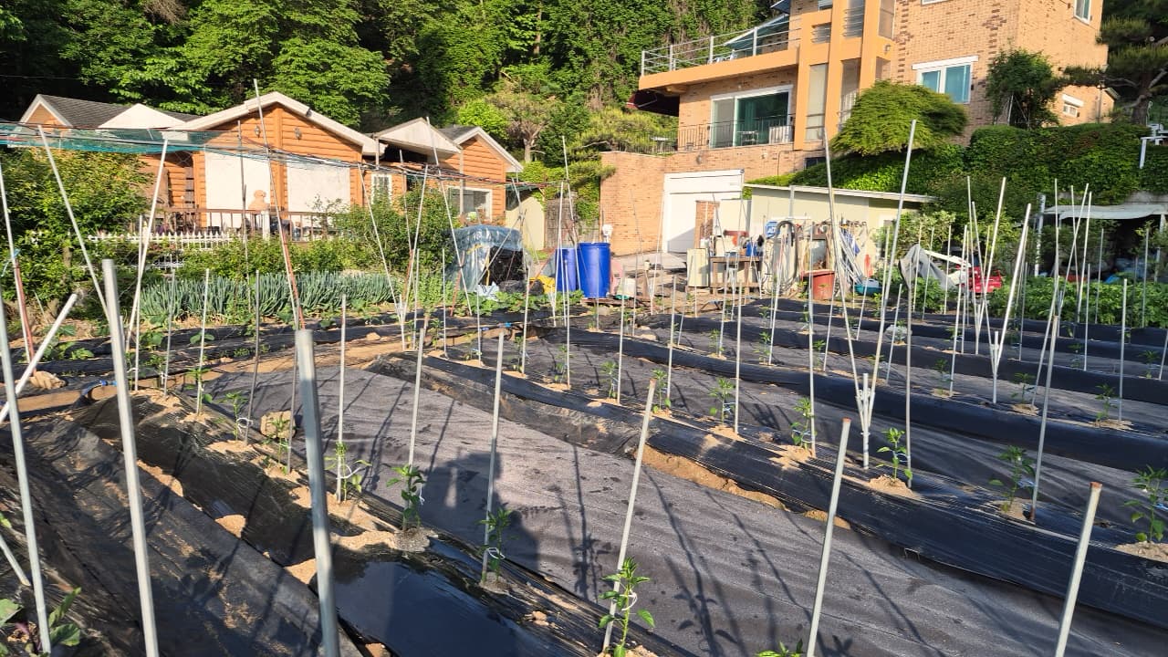 공개 영농일지 · 고추 첨부 이미지 2/3