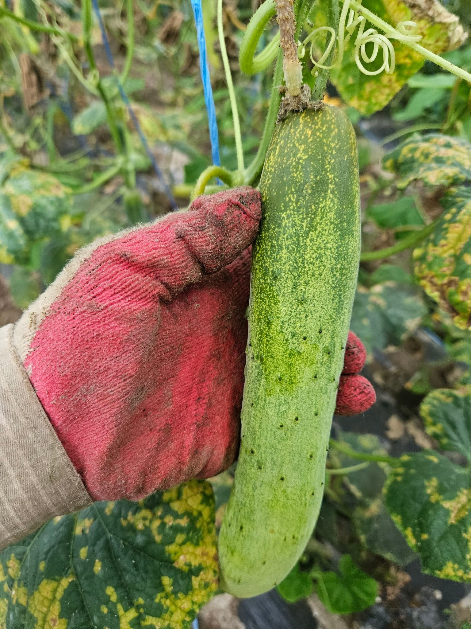 공개 영농일지 · 노각이 되다 첨부 이미지 3/3