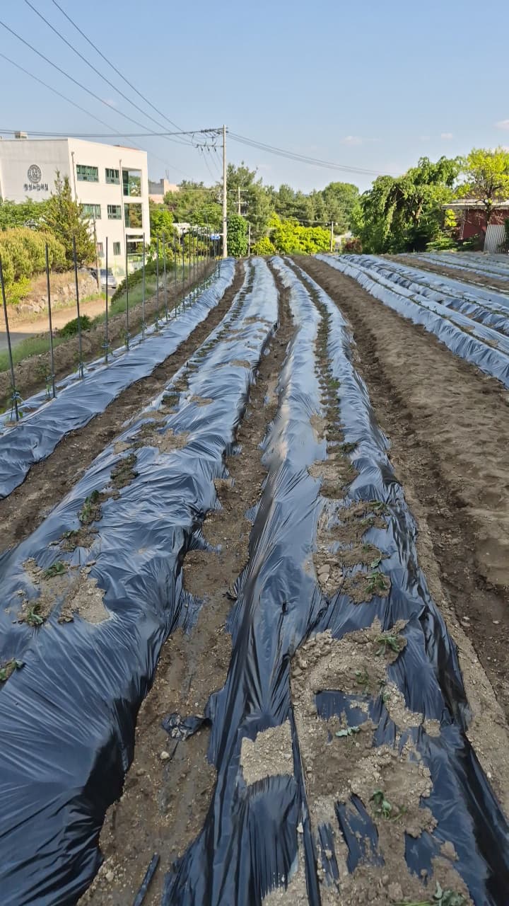 공개 영농일지 · 고구마 첨부 이미지 1/2