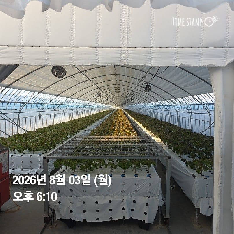 공개 영농일지 · 정식 36일차 첨부 이미지 3/3