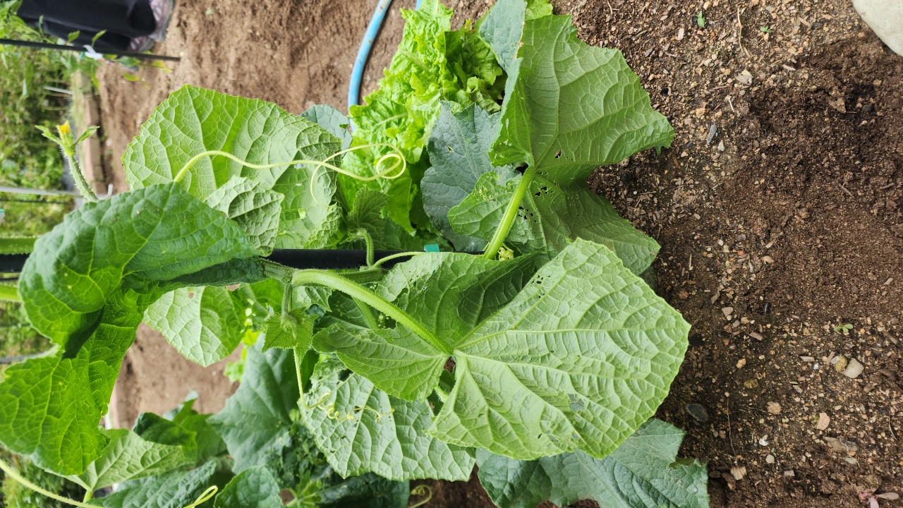 공개 영농일지 · 오이곁순따기 첨부 이미지