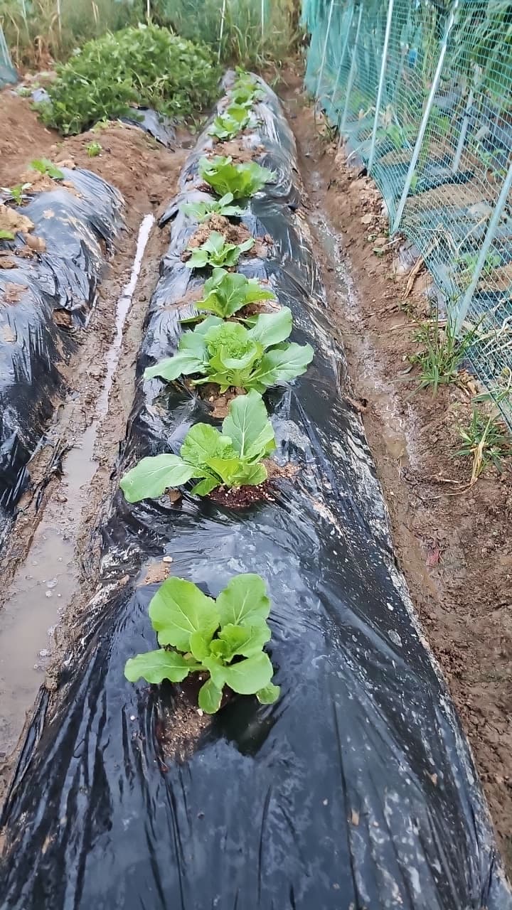공개 영농일지 · 약제처리고민 첨부 이미지 3/3