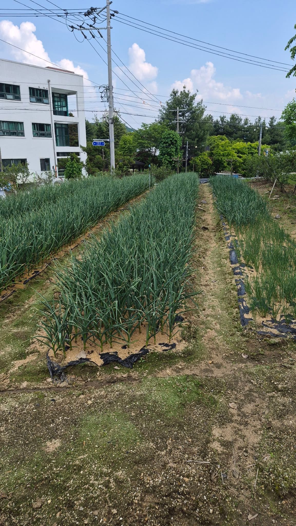 공개 영농일지 · 마늘 양파 첨부 이미지 2/2
