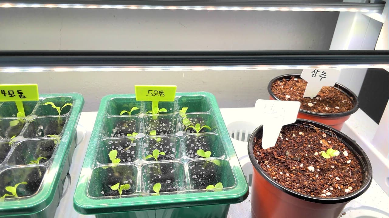 공개 영농일지 · 상추 첨부 이미지 1/2