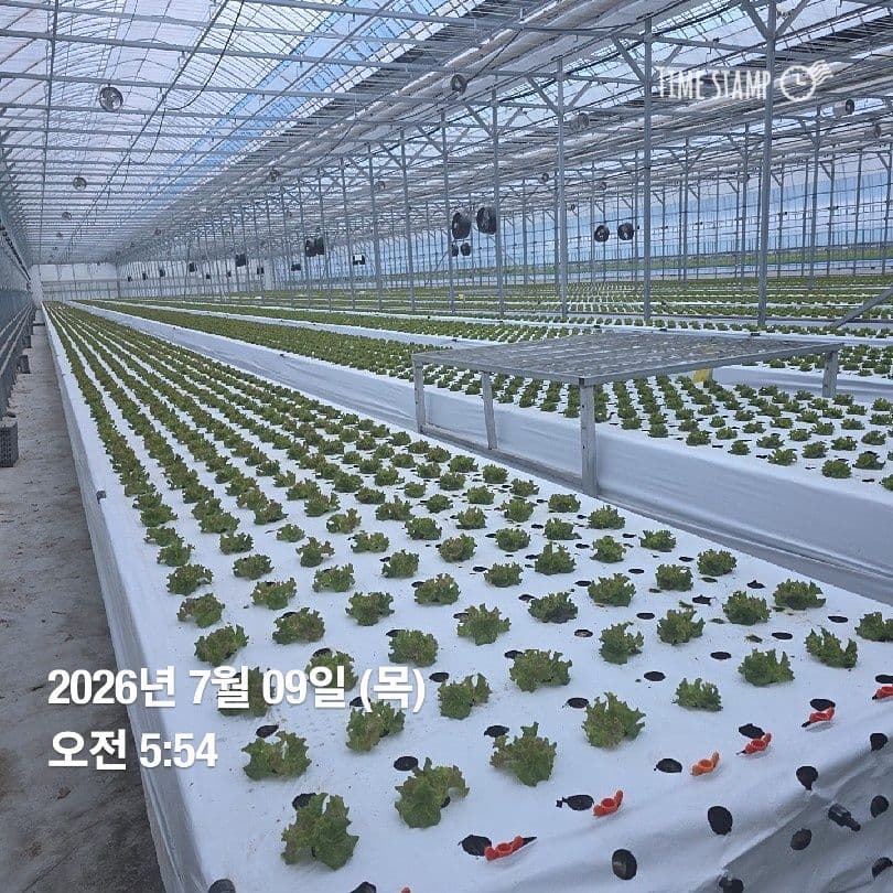 공개 영농일지 · 정식 12일차 첨부 이미지 2/6