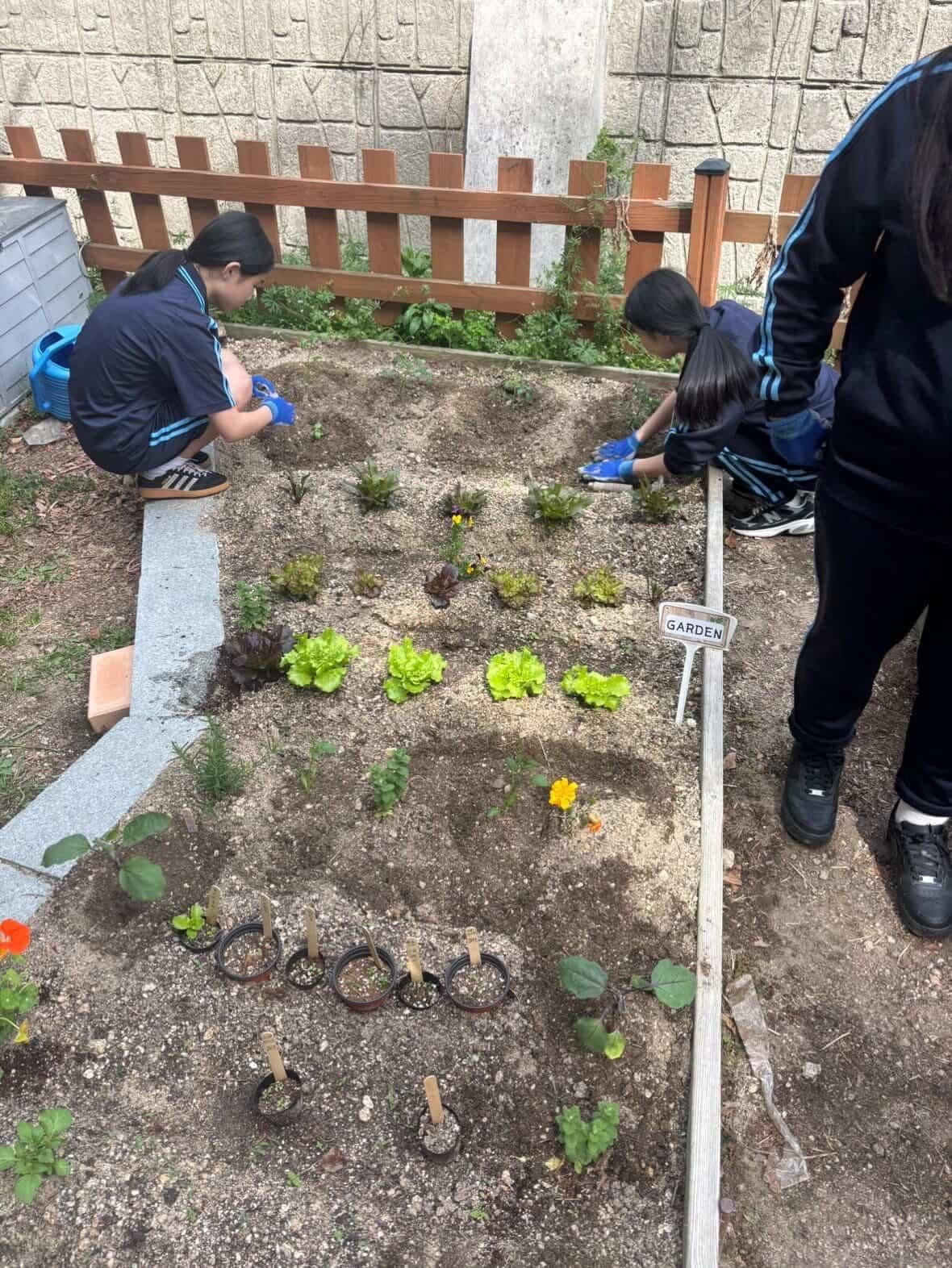 공개 영농일지 · 토마토, 가지, 바질, 고추, 적환무 심기 첨부 이미지 2/5