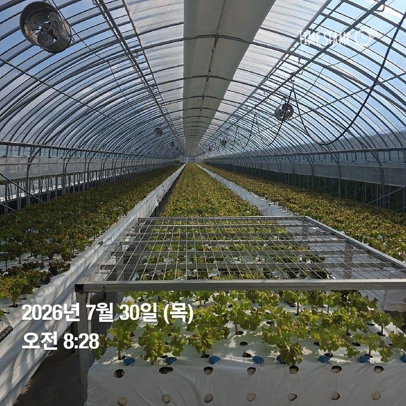 공개 영농일지 · 정십 32일차 첨부 이미지 2/4