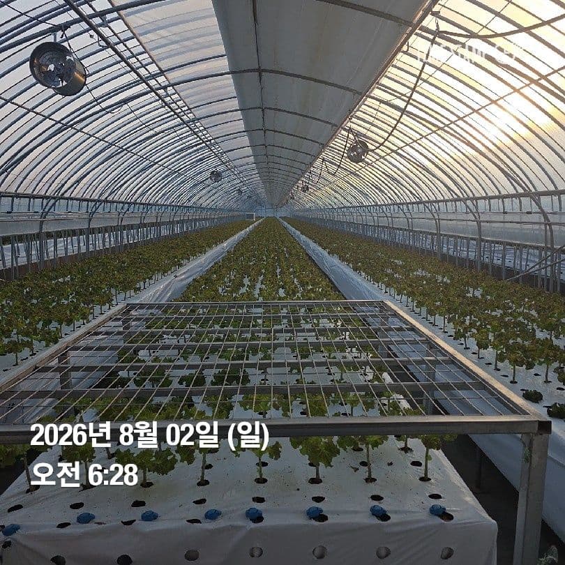 공개 영농일지 · 정식 35일차 첨부 이미지 3/5