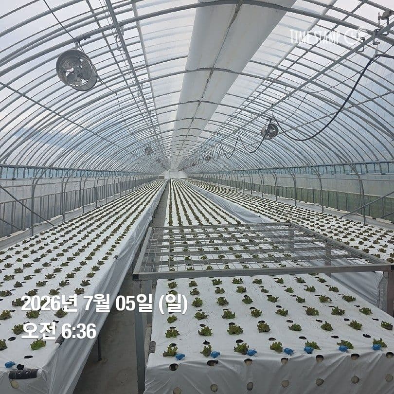 공개 영농일지 · 정식 8일차 첨부 이미지 2/3