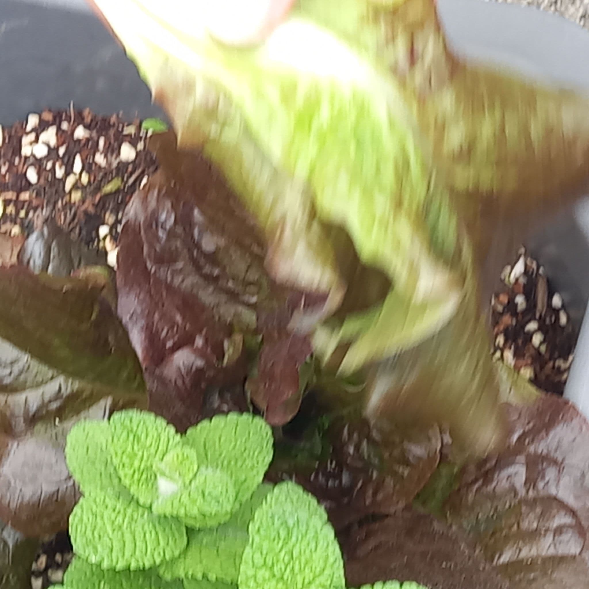 공개 영농일지 · 나는 친환경텃밭 지킴이 첨부 이미지 1/3