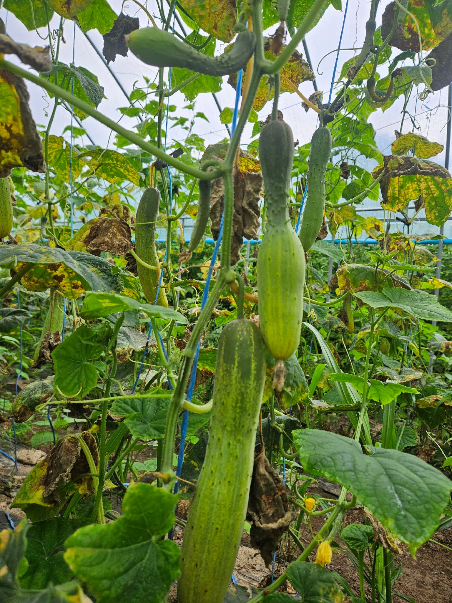 공개 영농일지 · 오이수확의 필요성 첨부 이미지