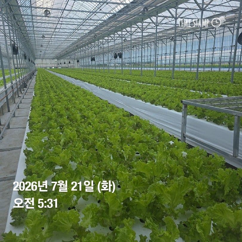 공개 영농일지 · 정식 23일차 첨부 이미지 1/9