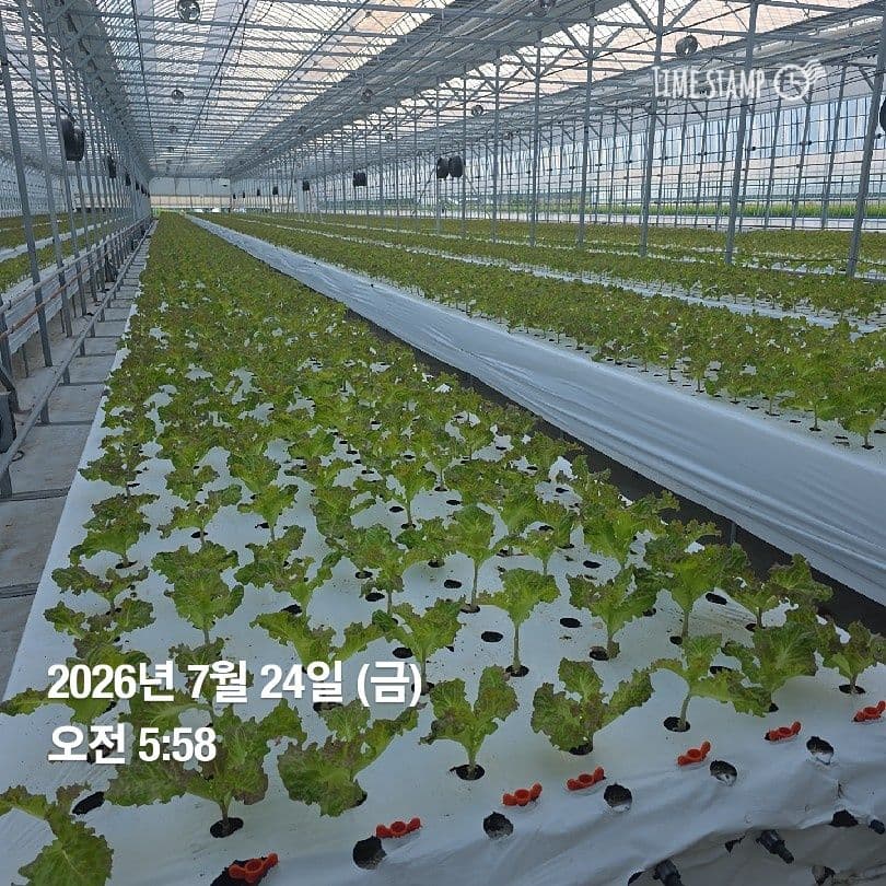 공개 영농일지 · 정식 26일차 첨부 이미지 6/10