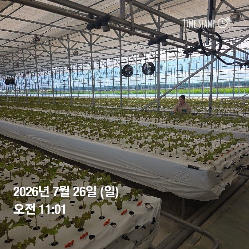 공개 영농일지 · 정식28일차 첨부 이미지 5/7