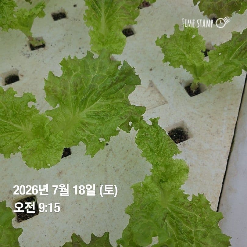 공개 영농일지 · 정식 21일차 첨부 이미지 8/10