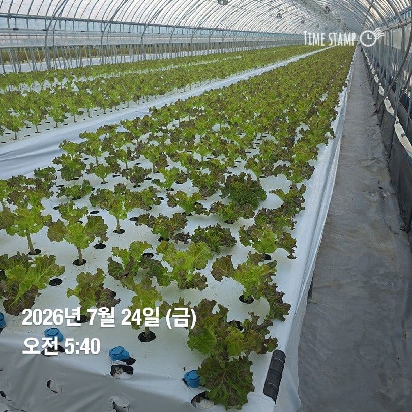 공개 영농일지 · 정식 26일차 첨부 이미지 3/10