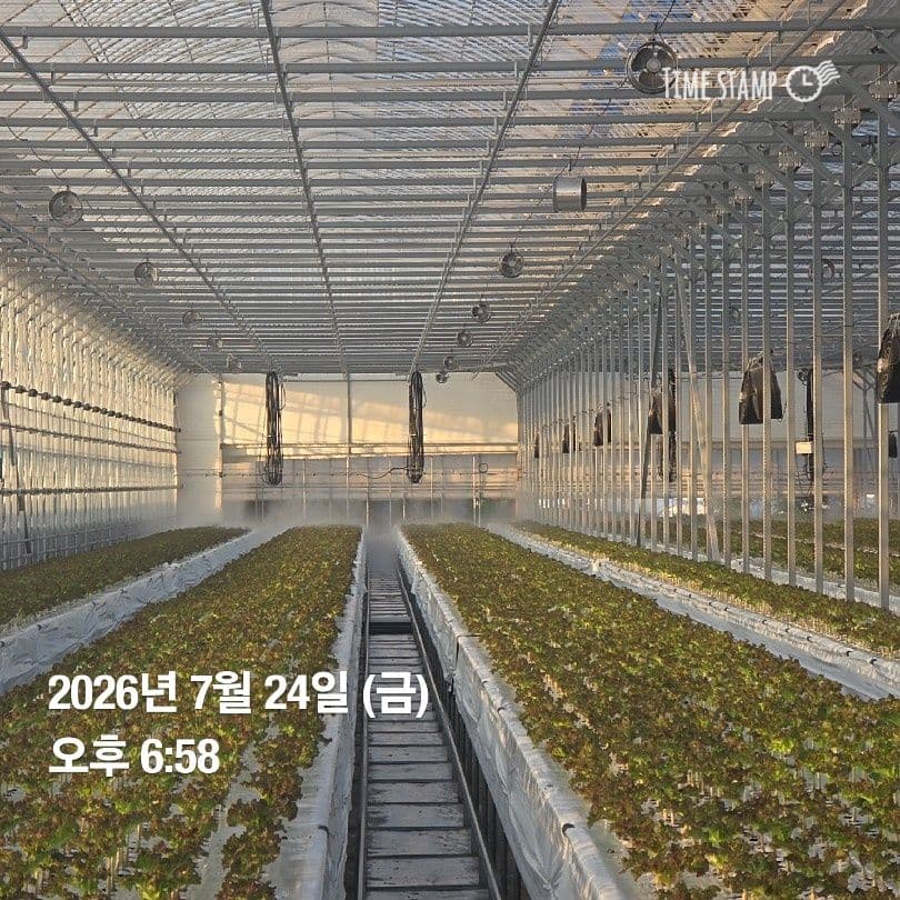 공개 영농일지 · 정식 26일차 첨부 이미지 9/10