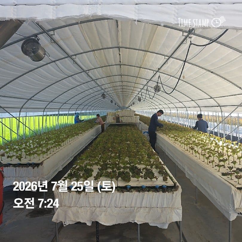 공개 영농일지 · 정식 27일차 첨부 이미지 2/6