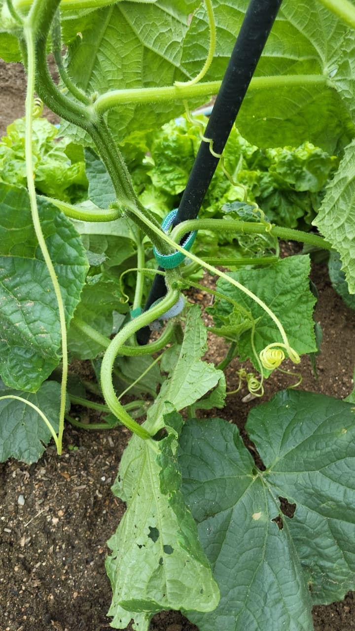 공개 영농일지 · 오이 곁순따기 첨부 이미지