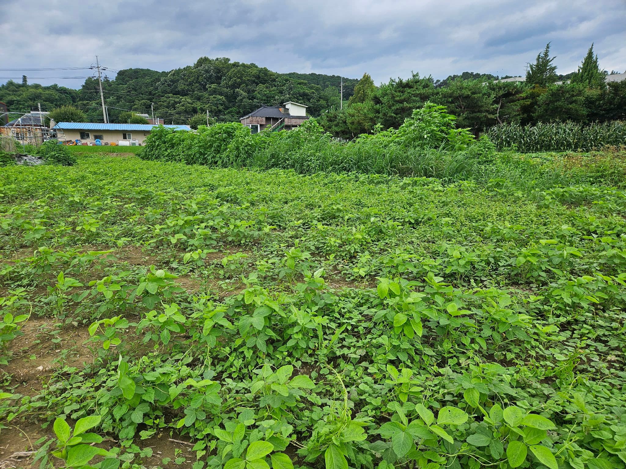 공개 영농일지 · 콩밭 제초제 뿌려야 하는데 첨부 이미지 1/2