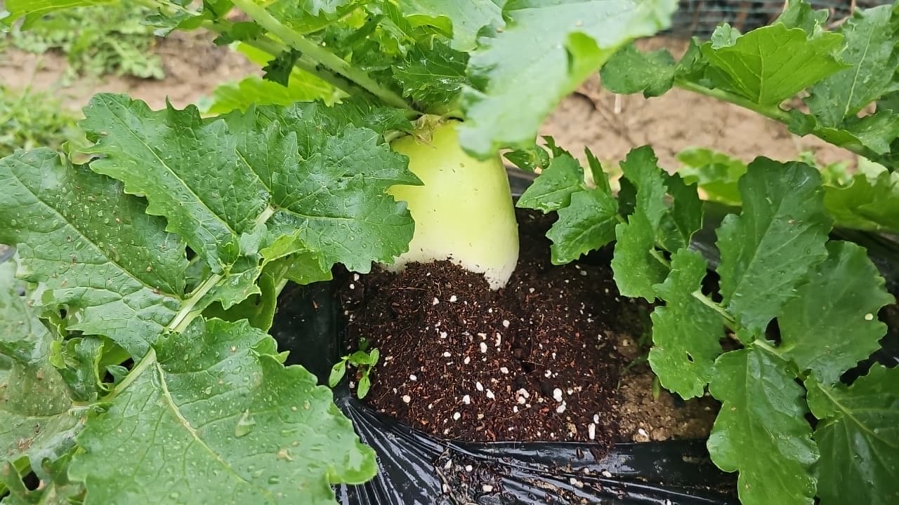 공개 영농일지 · 상태확인 첨부 이미지 2/3