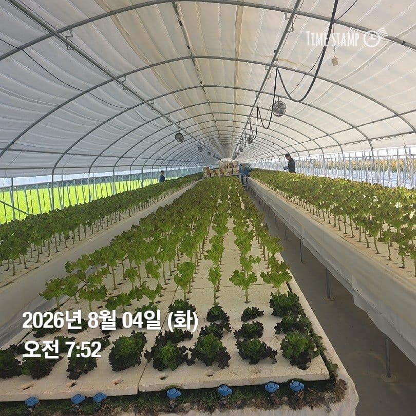 공개 영농일지 · 정식37일차 첨부 이미지 3/6