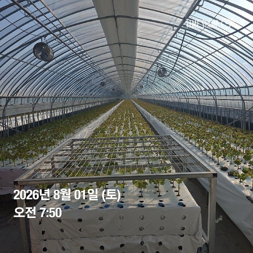 공개 영농일지 · 정식34일차 첨부 이미지 4/5