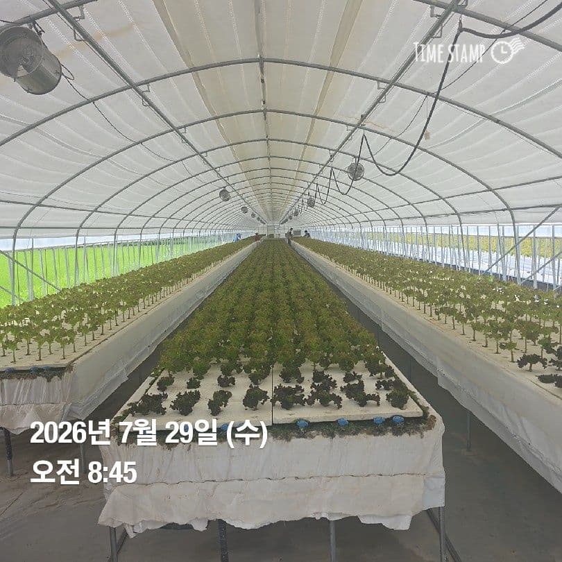 공개 영농일지 · 정식 31일 차 첨부 이미지