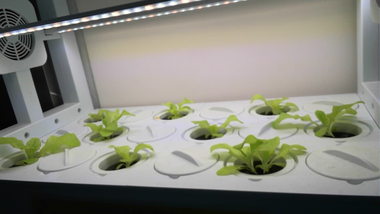 공개 영농일지 · 4월 29일 수경재배 첨부 이미지