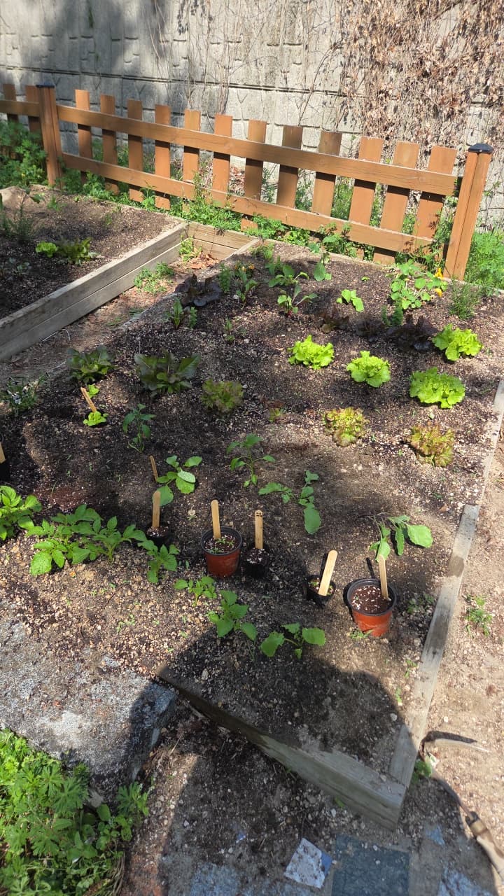 공개 영농일지 · 식물 옮겨서 심기 첨부 이미지
