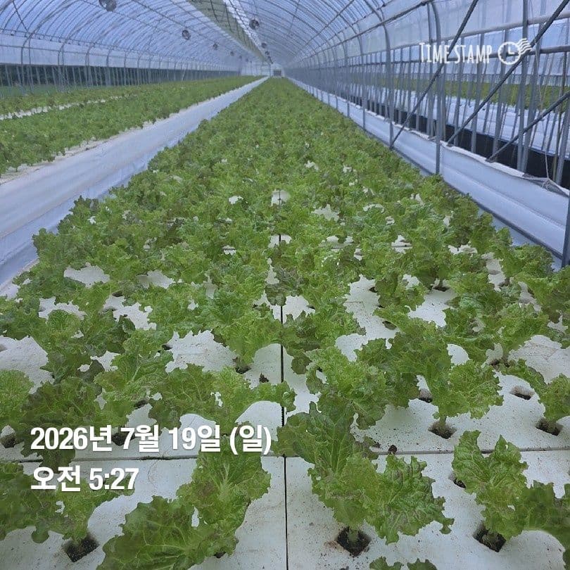공개 영농일지 · 정식 22일차 첨부 이미지 2/4