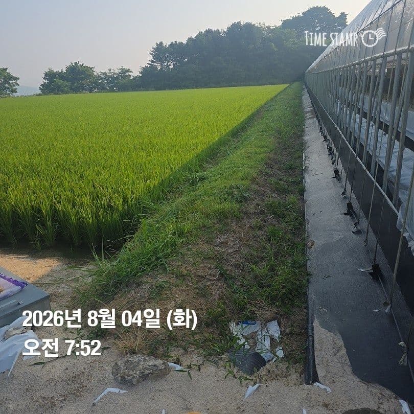 공개 영농일지 · 정식37일차 첨부 이미지 2/6