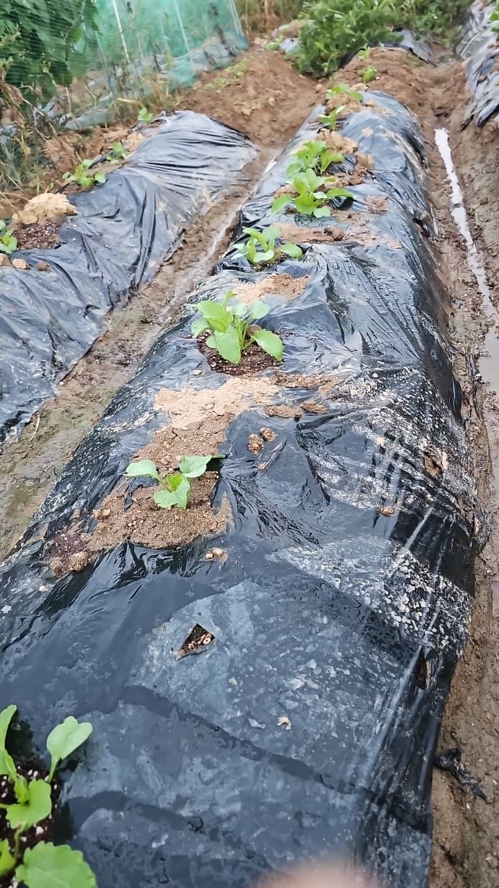 공개 영농일지 · 솎아주기 첨부 이미지 1/2