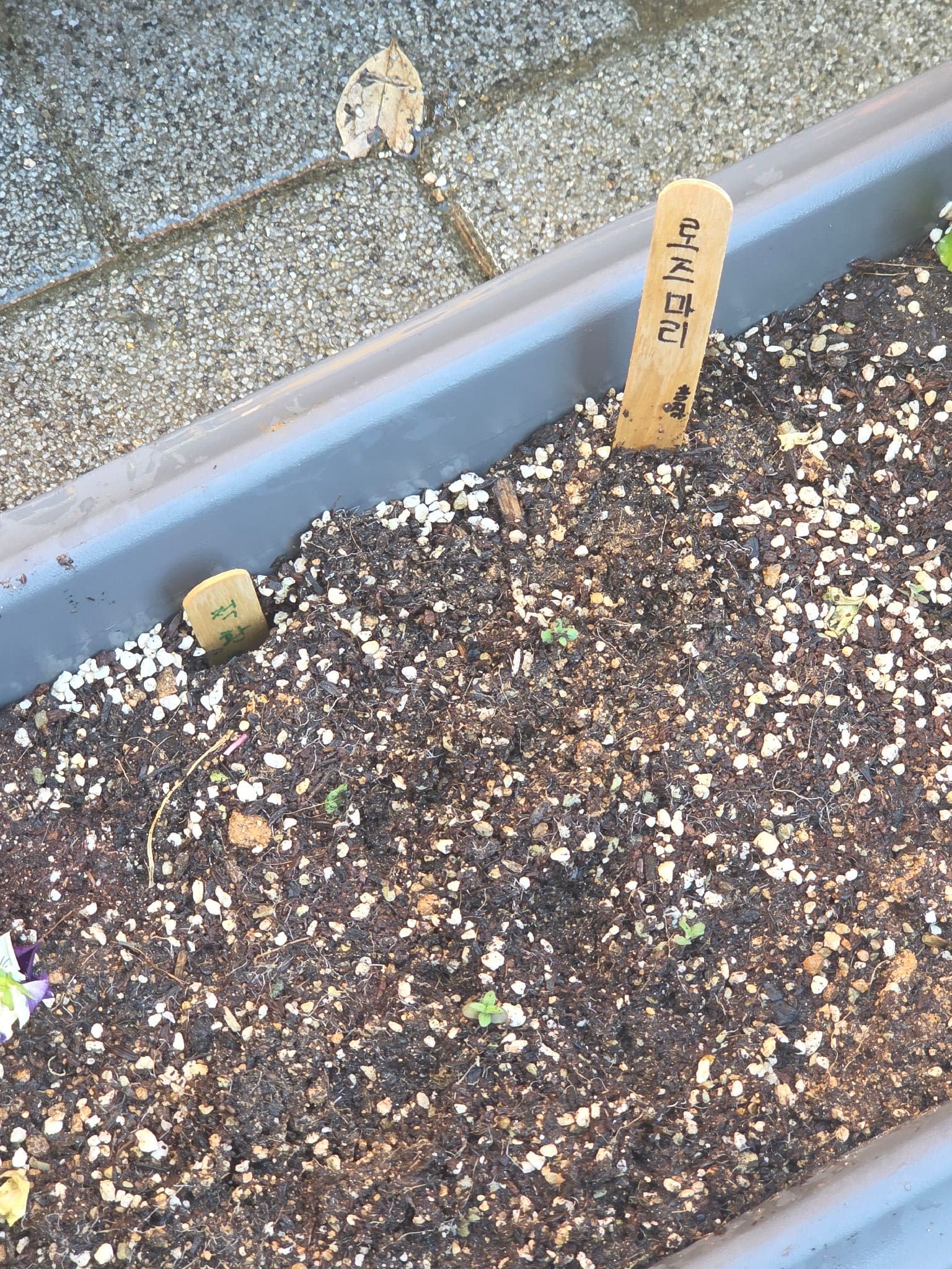 공개 영농일지 · 스마트팜 알아보기,로즈마리심기 첨부 이미지