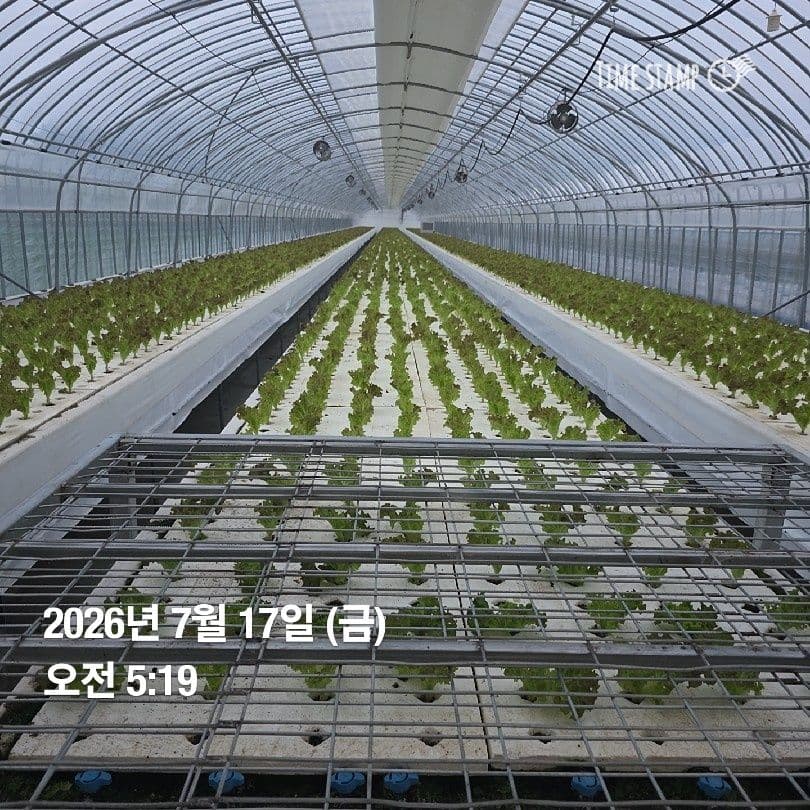 공개 영농일지 · 정식20일차 첨부 이미지 5/6