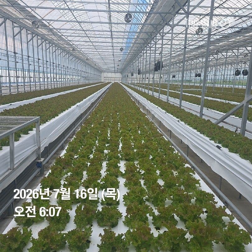 공개 영농일지 · 정식 19일차 첨부 이미지 2/10
