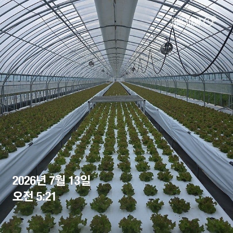 공개 영농일지 · 정식 16일차 첨부 이미지 4/5