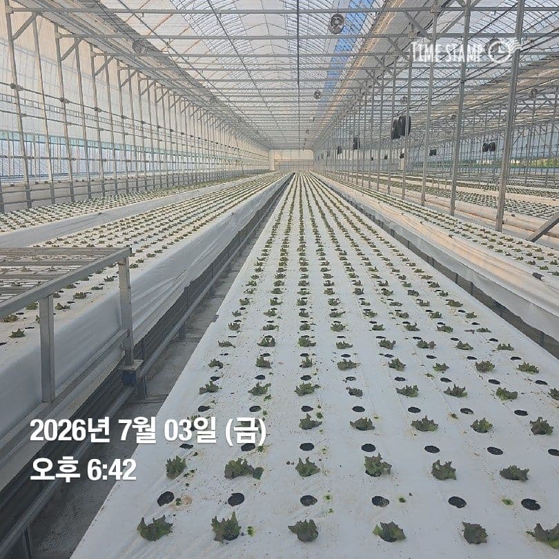 공개 영농일지 · 정식 6일차 첨부 이미지 4/4
