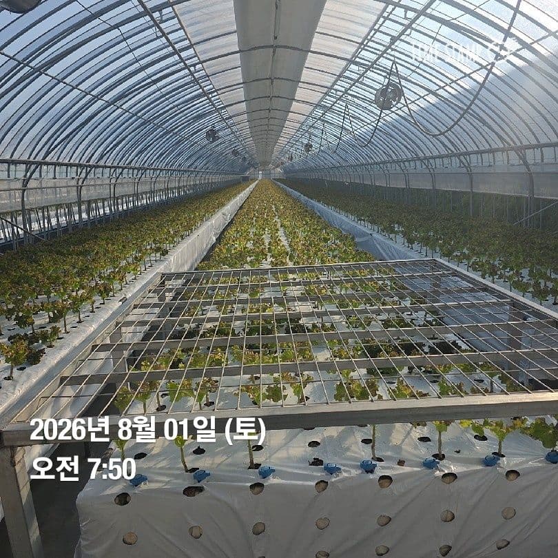 공개 영농일지 · 정식34일차 첨부 이미지 3/5