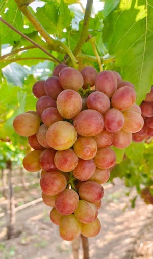 🍎 제철과일